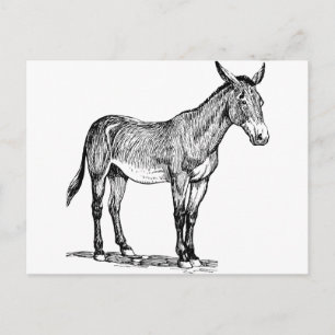 Mule Drawing, Stubborn Briefkaart