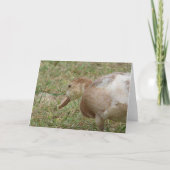 Mule Duck Kaart (Voorkant)