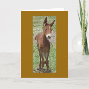 Mule Greeting Card Kaart