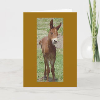 Mule Greeting Card Kaart