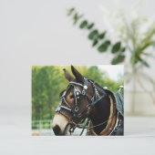 Mule Head Briefkaart (Staand voorkant)