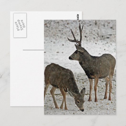 Mule hert buck en doe briefkaart (Voorkant / Achterkant)