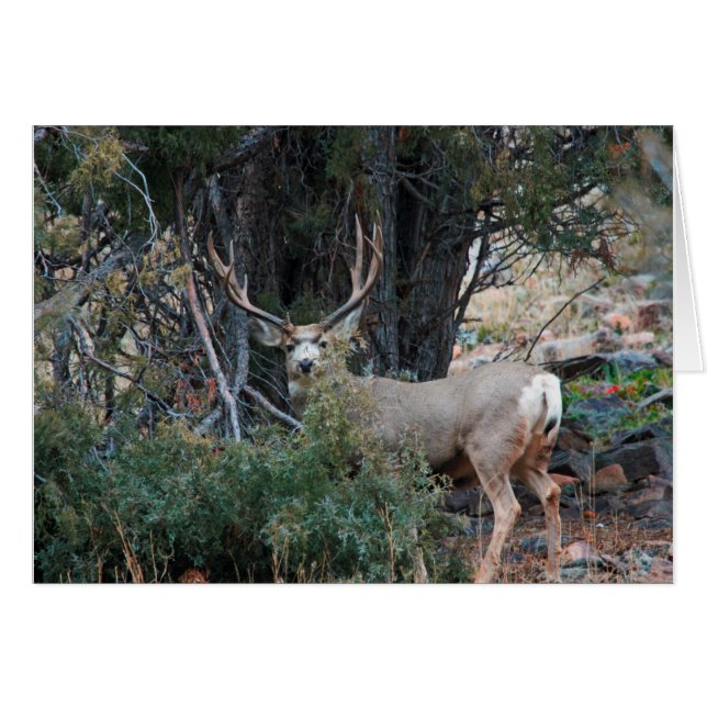 Mule hert bult (Voorkant Horizontaal)
