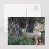 Mule hert bult briefkaart (Voorkant / Achterkant)