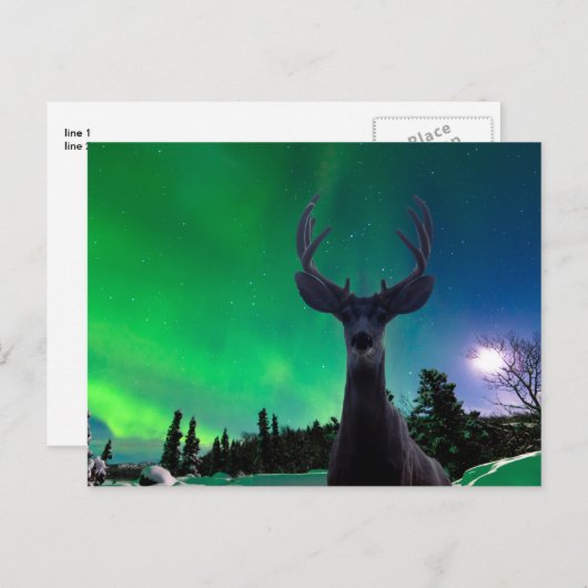 Mule herten en Aurora borealis Briefkaart (Voorkant / Achterkant)