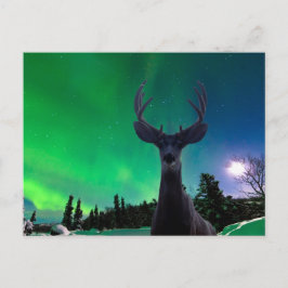 Mule herten en Aurora borealis Briefkaart