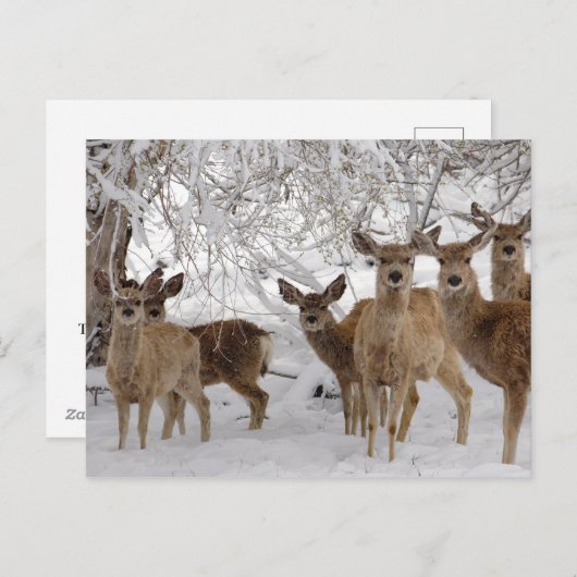 Mule Herten in Sneeuw Feestdagenkaart (Voorkant / Achterkant)