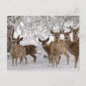 Mule Herten in Sneeuw Feestdagenkaart (Voorkant)