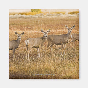 Mule herten (Odocoileus hemionus) Een links met Magneet