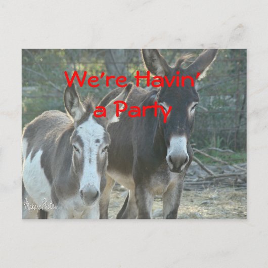 Mule Postcard-any-customize Briefkaart (Voorkant)