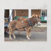 Mule Team, 1 Briefkaart (Voorkant)