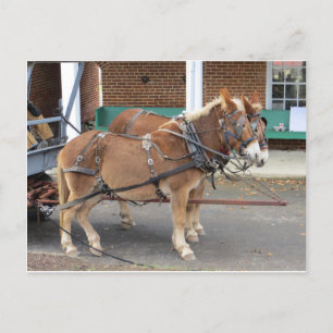 Mule Team Briefkaart