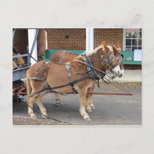 Mule Team Briefkaart (Voorkant)