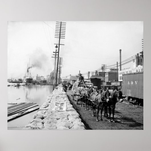 Mule Teams op de Levee, New Orleans: 1903 Poster (Voorkant)