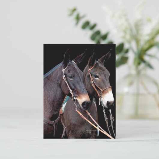 Mule Twosome Briefkaart (Staand voorkant)