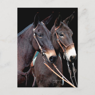 Mule Twosome Briefkaart