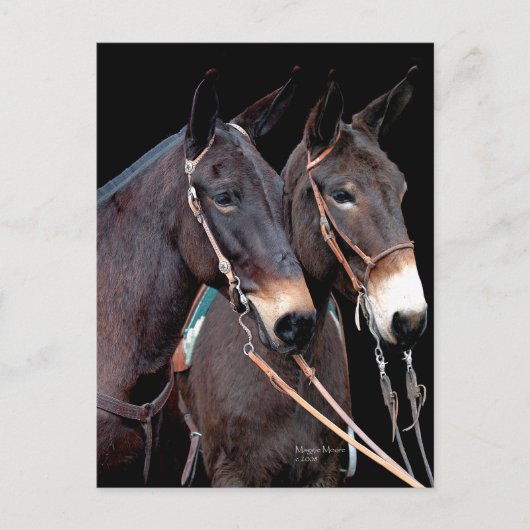 Mule Twosome Briefkaart (Voorkant)