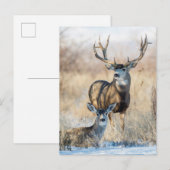 Mulehertenbok en -geit briefkaart (Voorkant / Achterkant)
