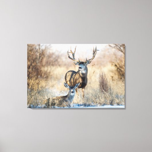 Mulehertenbok en -geit canvas afdruk (Voorkant)