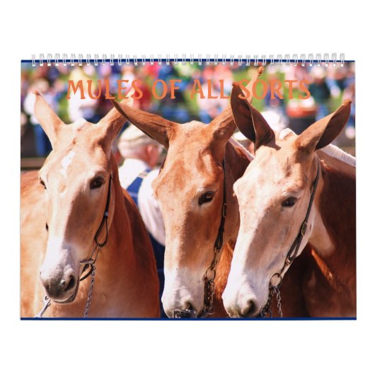 MULES MULES MULES KALENDER (Hoes)