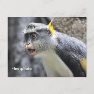 Muli-kleurige Wolf Monkey Briefkaart