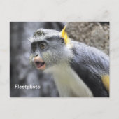 Muli-kleurige Wolf Monkey Briefkaart (Voorkant)