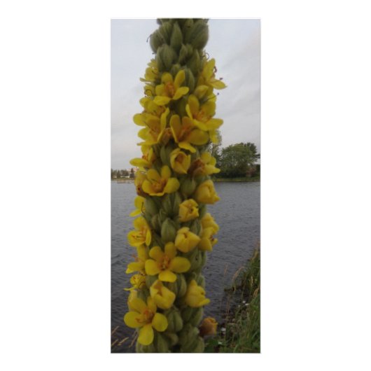 Mullein Flowers Bladwijzer Reclamekaart (Voorkant)
