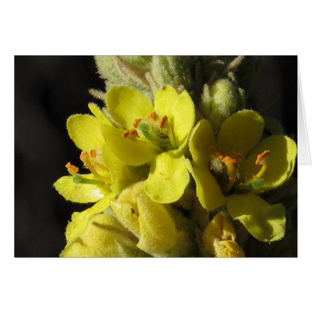 Mullen Flowers (Voorkant Horizontaal)