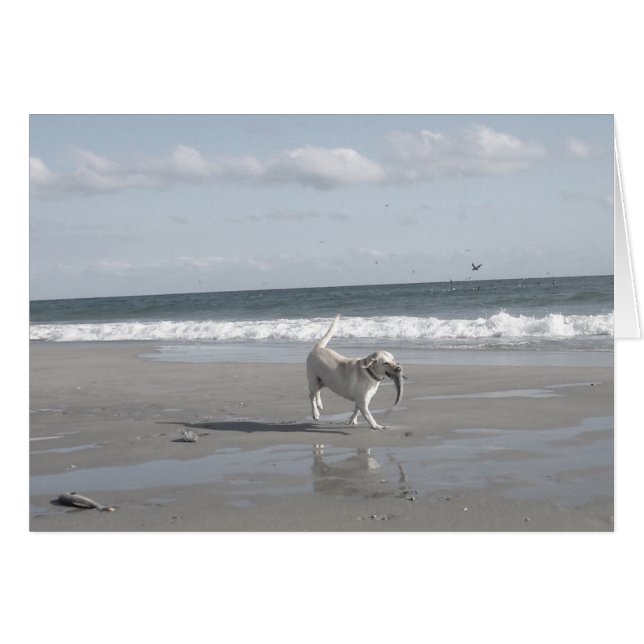 Mullet Pup II (Voorkant Horizontaal)