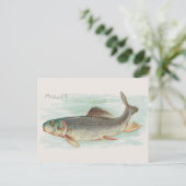 Mullet vis illustratie briefkaart (Staand voorkant)