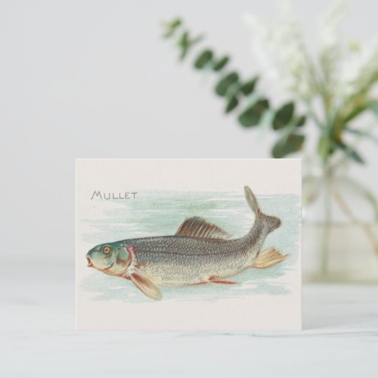 Mullet vis  illustratie briefkaart (Staand voorkant)