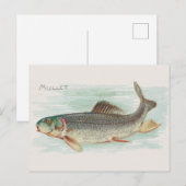 Mullet vis illustratie briefkaart (Voorkant / Achterkant)