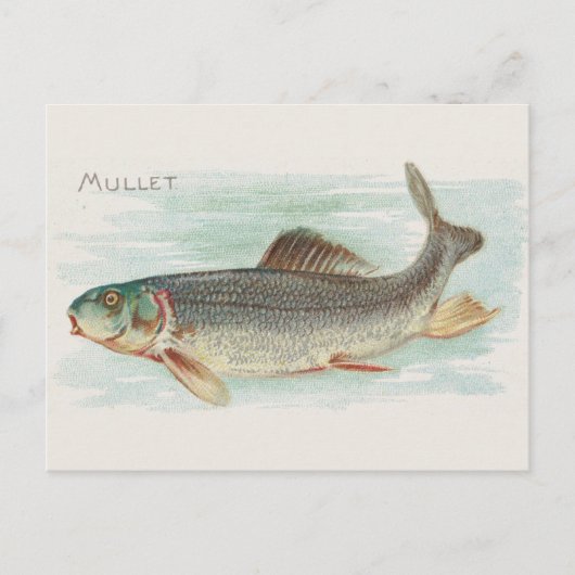 Mullet vis illustratie briefkaart (Voorkant)