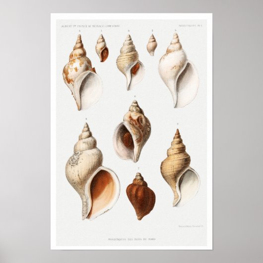  MULLOSCS (VAN NOORDELIJKE ZEEEN) POSTER (Voorkant)