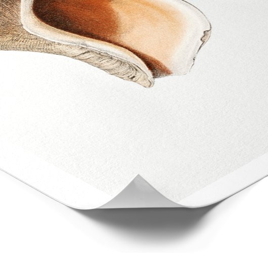  MULLOSCS (VAN NOORDELIJKE ZEEEN) POSTER (Hoek)