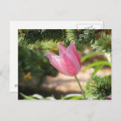MULTI COLORED PINK TULIP BRIEFKAART (Voorkant / Achterkant)