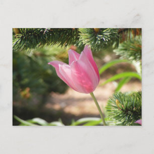 MULTI COLORED PINK TULIP BRIEFKAART