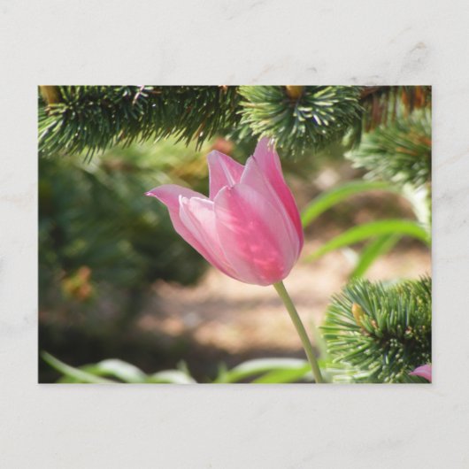 MULTI COLORED PINK TULIP BRIEFKAART (Voorkant)