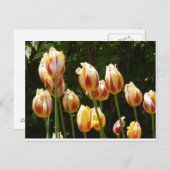 MULTI COLORED TULIPS BRIEFKAART (Voorkant / Achterkant)