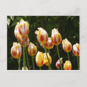 MULTI COLORED TULIPS BRIEFKAART (Voorkant)