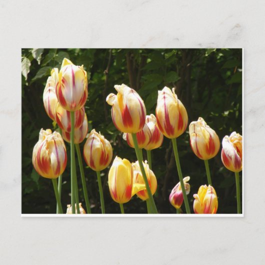 MULTI COLORED TULIPS BRIEFKAART (Voorkant)