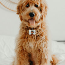 Multi gekleurde monarchvlinders zwart