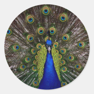 Multi gekleurde Peacock Stickers