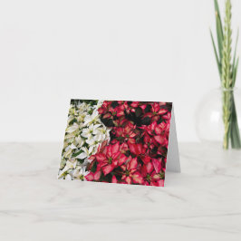 Multi Kleur Poinsettia's Bedankkaart