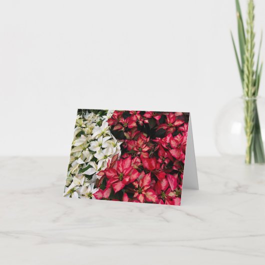 Multi Kleur Poinsettia's Bedankkaart (Voorkant)