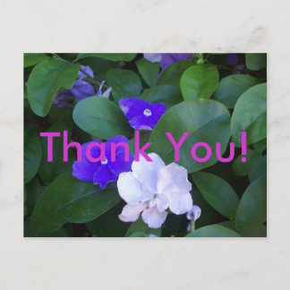 Multi petunia's Dank u Briefkaart