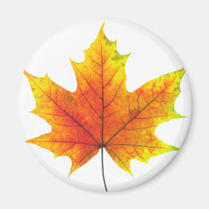 Multicolf maple leaf magneet