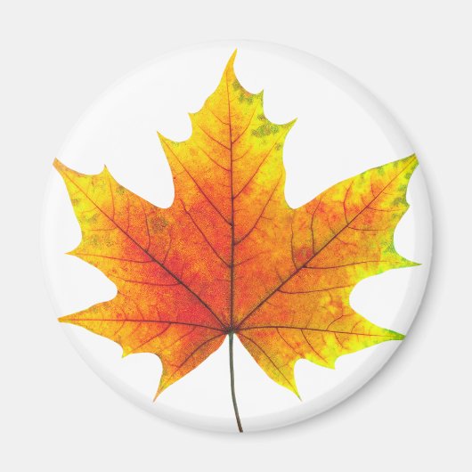 Multicolf maple leaf magneet (Voorkant)