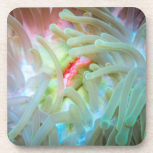 Multicolf Zee Anemone Bier Onderzetter