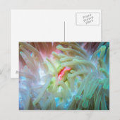 Multicolf Zee Anemone Briefkaart (Voorkant / Achterkant)